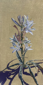 Desert Lily